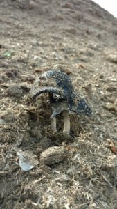 Mushrooms growing in the Horse Substrate1