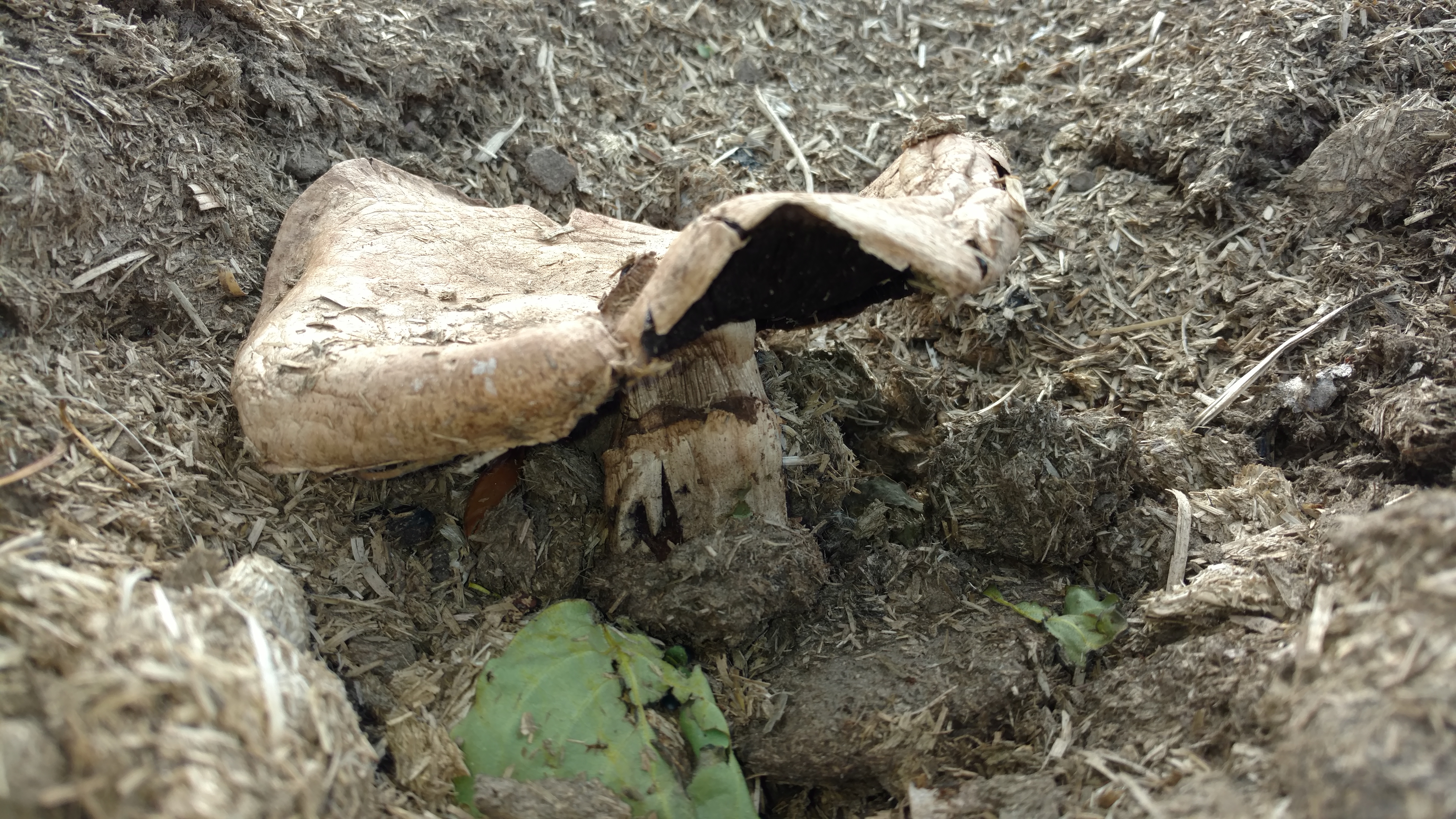 Mushrooms growing in the Horse Substrate3