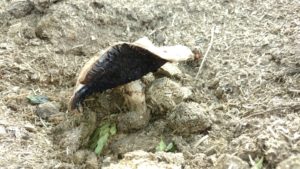 Mushrooms growing in the Horse Substrate4