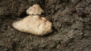 Mushrooms growing in the Horse Substrate5