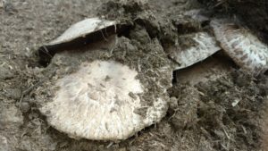 Mushrooms growing in the Horse Substrate8